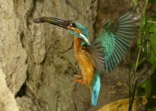 troester_eisvogel_3.jpg