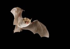 van_hoof_fransenfledermaus.jpg