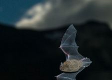 lodoen_fledermaus.jpg