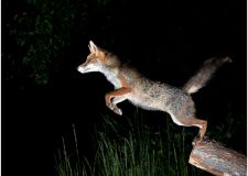 jegen_fliegender_fuchs_1.jpg