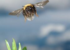 bleh_hummel_2.jpg