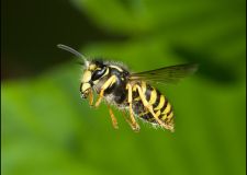 bleh_wespe_3.jpg