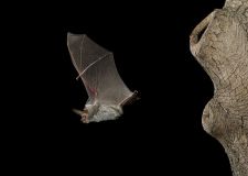 janssen_bechsteinfledermaus.jpg