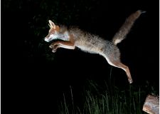 jegen_fliegender_fuchs_3.jpg