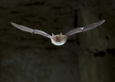 robiller_fledermaus_1.jpg
