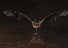 forrasy_fledermaus_1.jpg
