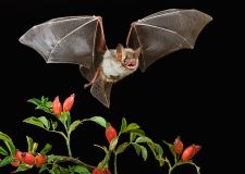 braun_fledermaus_1.jpg