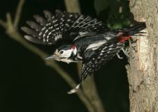 troester_buntspecht_1.jpg