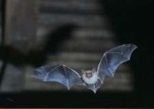 sieber_fledermaus.jpg