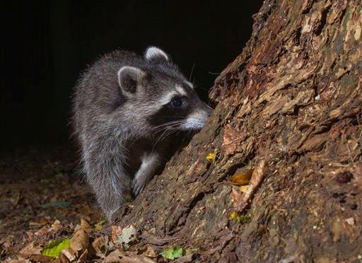 Waschbär aus Fotostory: Tiere der Nacht Waschbär aus Fotostory: Tiere der Nacht